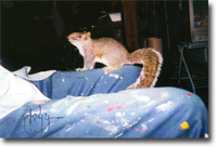 Eddie the Squirrel on John Fantucchio's leg! Watch your nuts, John ...